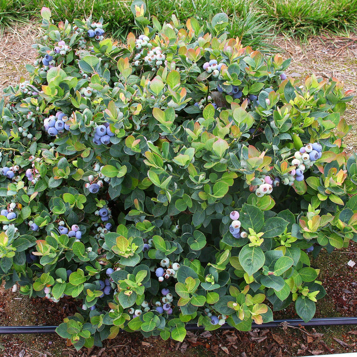 Late-season Jersey blueberries ripening on a vigorous northern highbush shrub