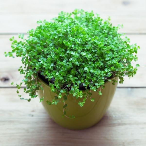 pilea baby tears in a green pot