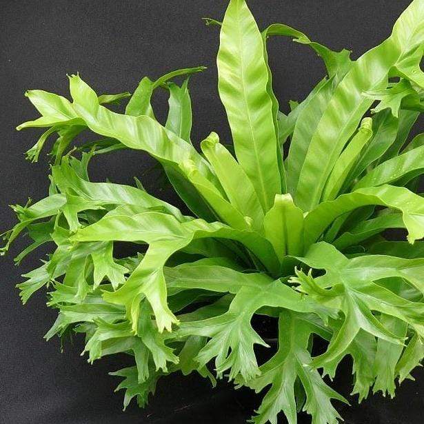 Crested Japanese Birdsnest Fern Leslie house plant with green wavy leaves