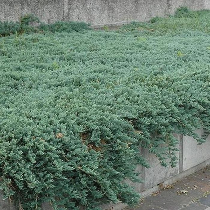 Blue Sargent Juniper Shrub Blue Green Needlelike Foliage for Groundcover