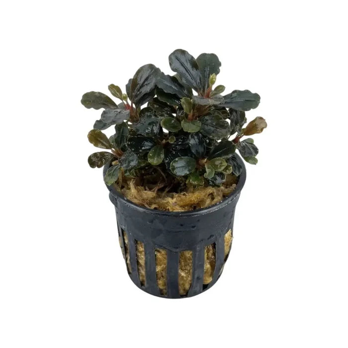 Bucephalandra Apple Leaf aquatic plant with dark green wavy leaves and reddish stems in black mesh pot