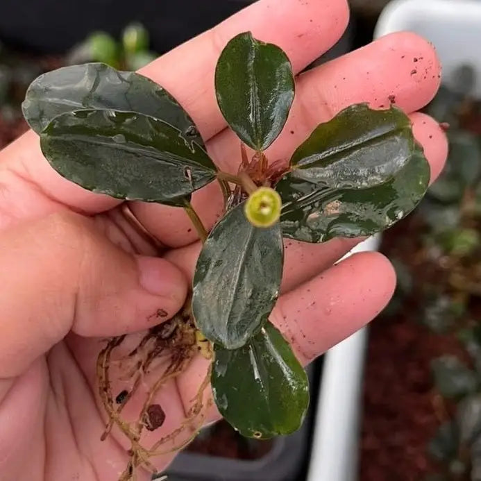 Bucephalandra apple leaf aquatic plant with glossy dark green leaves and bright yellow flower bud held in hand