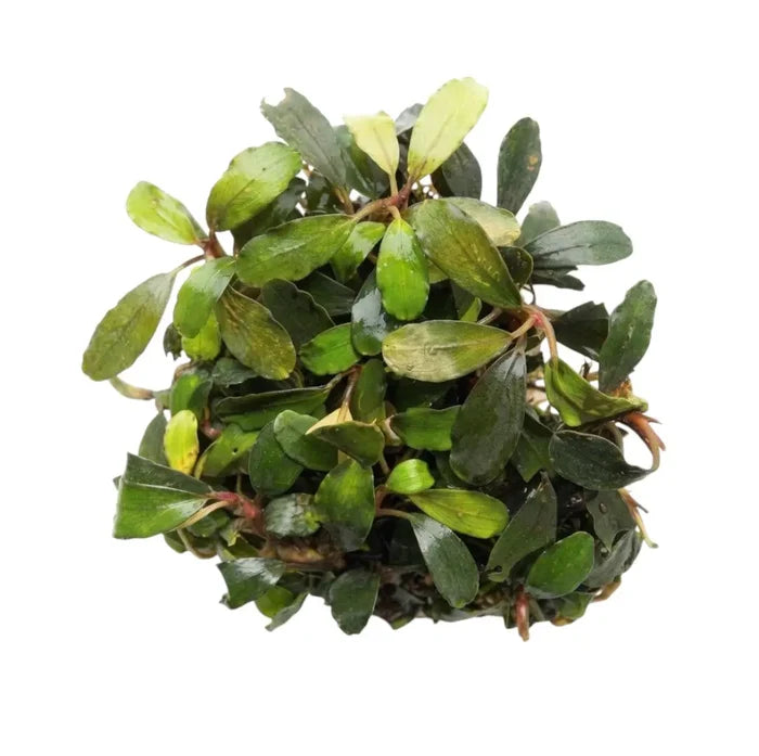 Bucephalandra arrogant blue compact spherical aquatic plant with glossy dark green leaves and subtle reddish stems