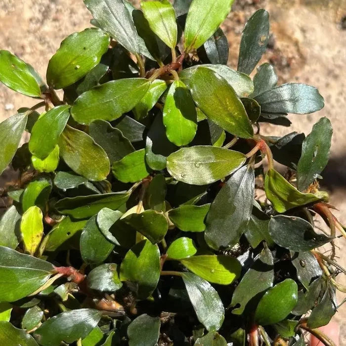 Bucephalandra arrogant blue aquatic plant with lush green oval leaves and reddish brown stems for aquarium use