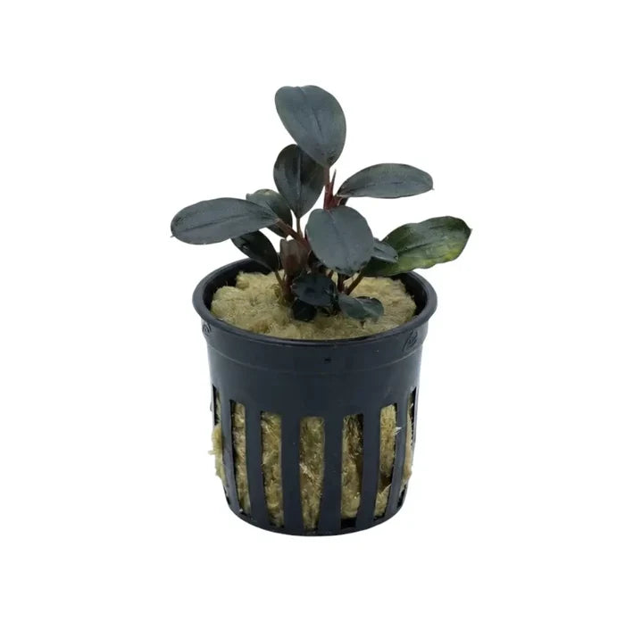 Dark green bucephalandra balloon aquatic plant with glossy leaves in a black plastic pot for aquarium use