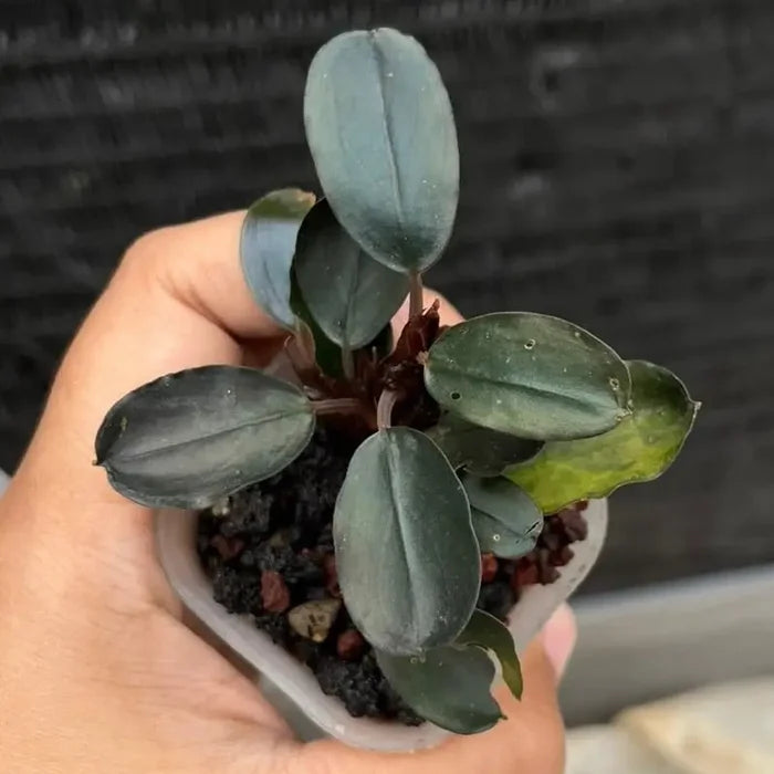 A small potted Bucephalandra Balloon plant with glossy dark green oval leaves and reddish stems