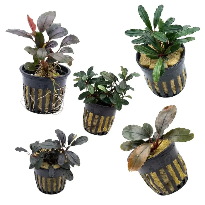 Black plastic plant baskets with vertical slits holding small bucephalandra balloon aquatic plants in yellow substrate