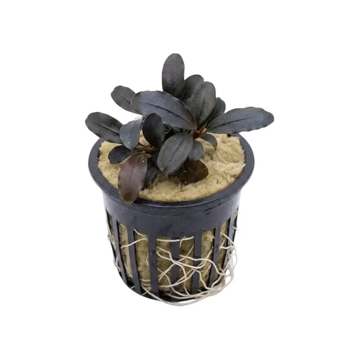 Dark purple bucephalandra black diamond aquatic plant in black plastic netted pot with beige substrate for aquariums