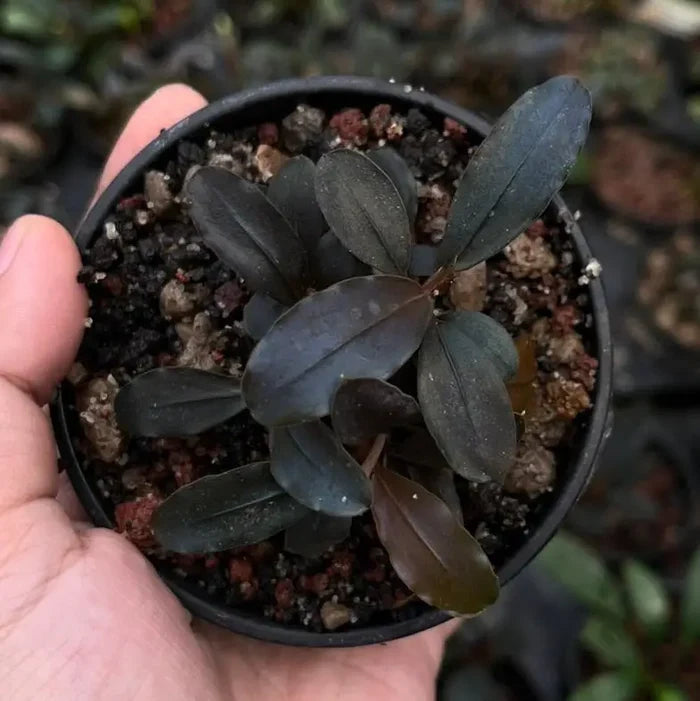 A small potted bucephalandra black diamond plant with dark glossy leaves in a black plastic pot