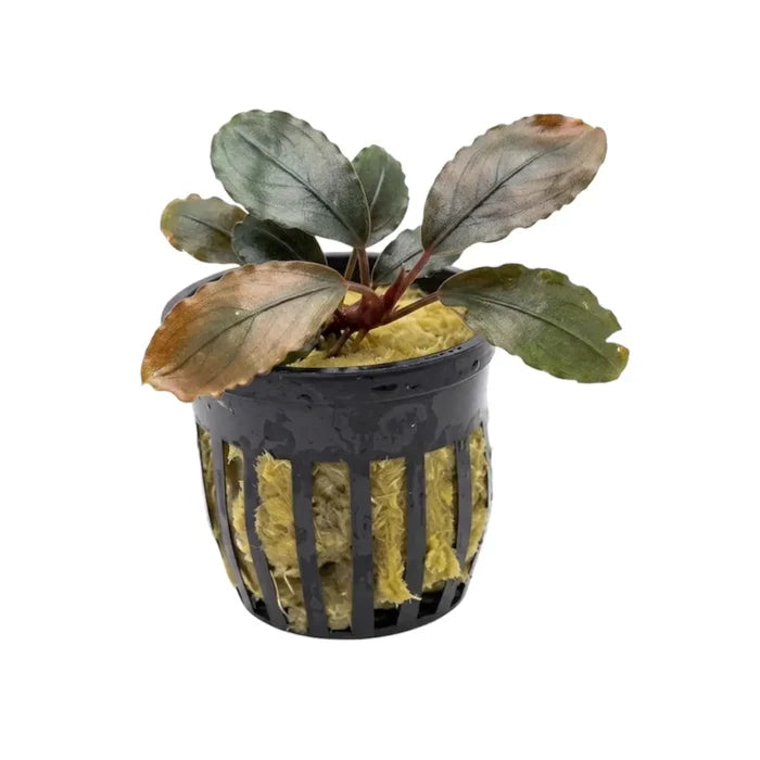 A potted Bucephalandra Black Pink aquatic plant with broad dark green and brownish leaves in a black plastic basket