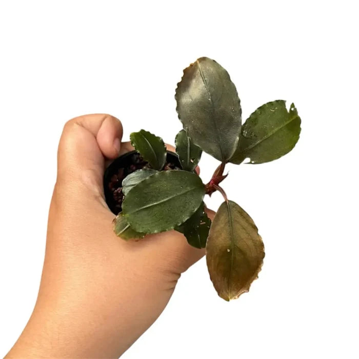 A small potted bucephalandra black pink aquatic plant with glossy dark green leaves and a reddish stem
