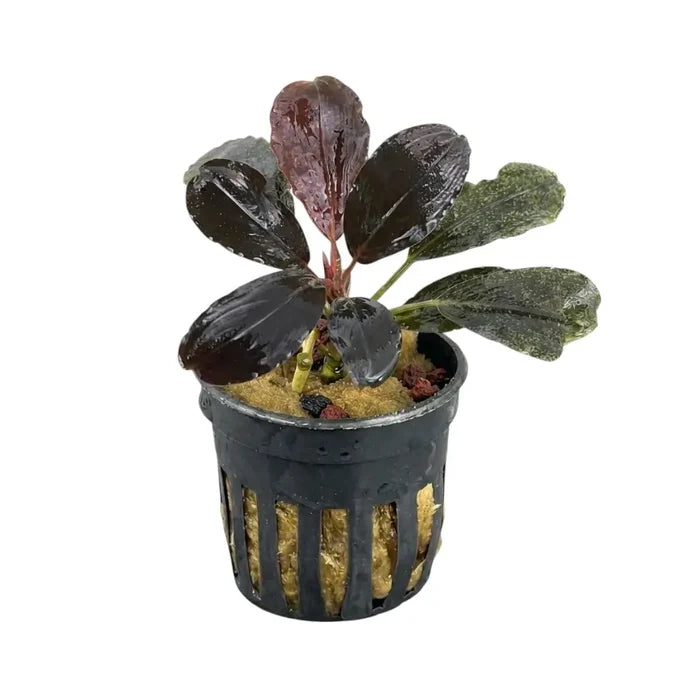 A dark glossy aquatic plant bucephalandra black theia with deep maroon and green leaves in a black plastic pot
