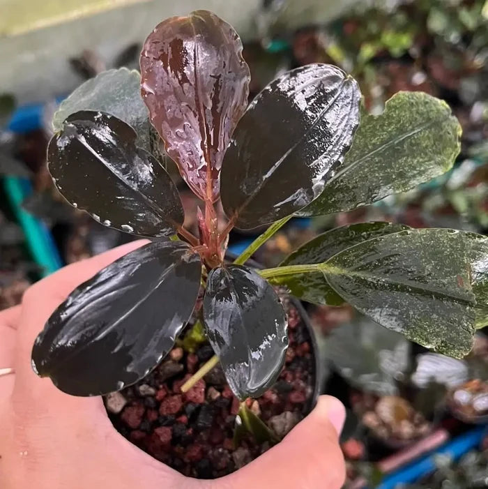 Glossy dark purple and green bucephalandra black theia aquatic plant with broad leaves in a black pot