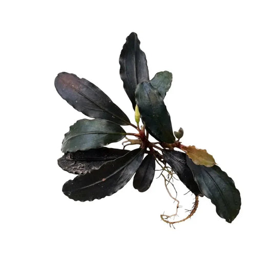 Dark green bucephalandra black venty aquatic plant with glossy elongated leaves and visible roots for aquarium use