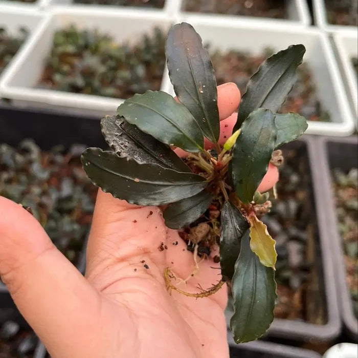 A dark green glossy bucephalandra black venty aquatic plant with wavy edges and reddish stem held in hand