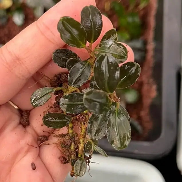 Bucephalandra Blue Bell is a small glossy dark green aquatic plant with broad leaves and visible roots on damp soil