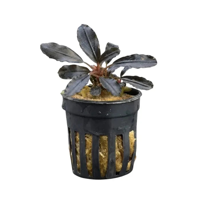 Black plastic aquarium plant pot with vertical slits holding dark-leaved bucephalandra blue king metallic plant
