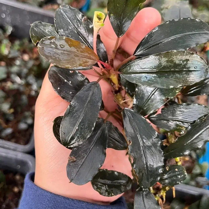 Bucephalandra Blue King Metallic aquatic plant with glossy dark green broad waxy leaves and pinkish stems