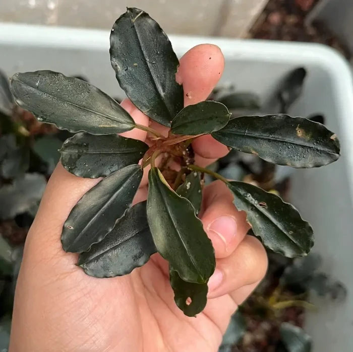 A hand holds a bucephalandra blue king metallic plant with dark glossy leaves and reddish stems
