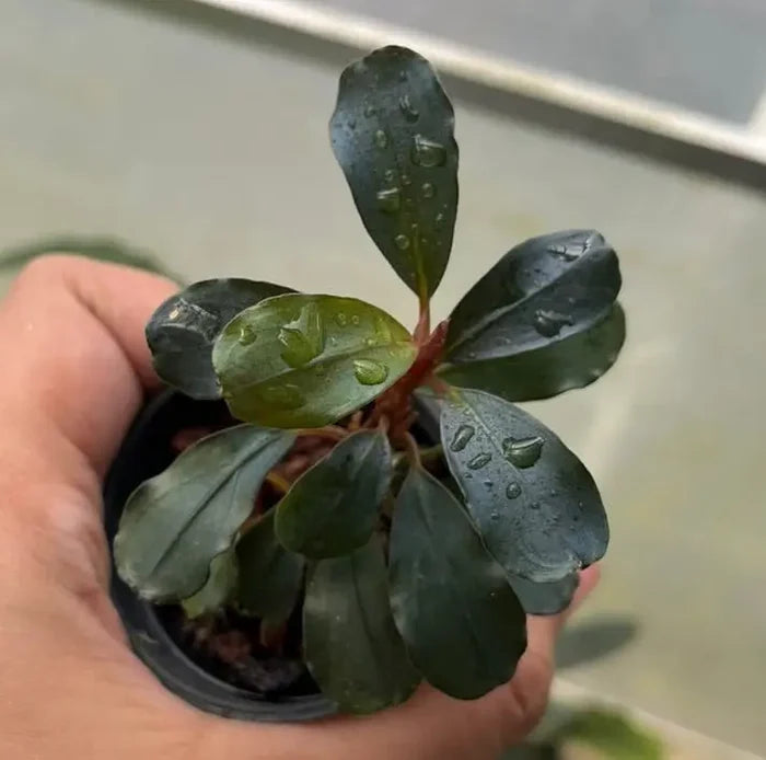 A small potted bucephalandra brilliant jd plant with dark green glossy leaves and a reddish stem