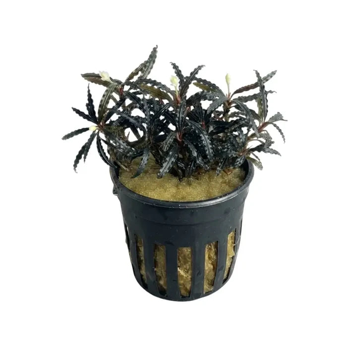 Black plastic aquarium plant pot with vertical slits holding bucephalandra crocodile aquatic plant with serrated green leaves and white flowers