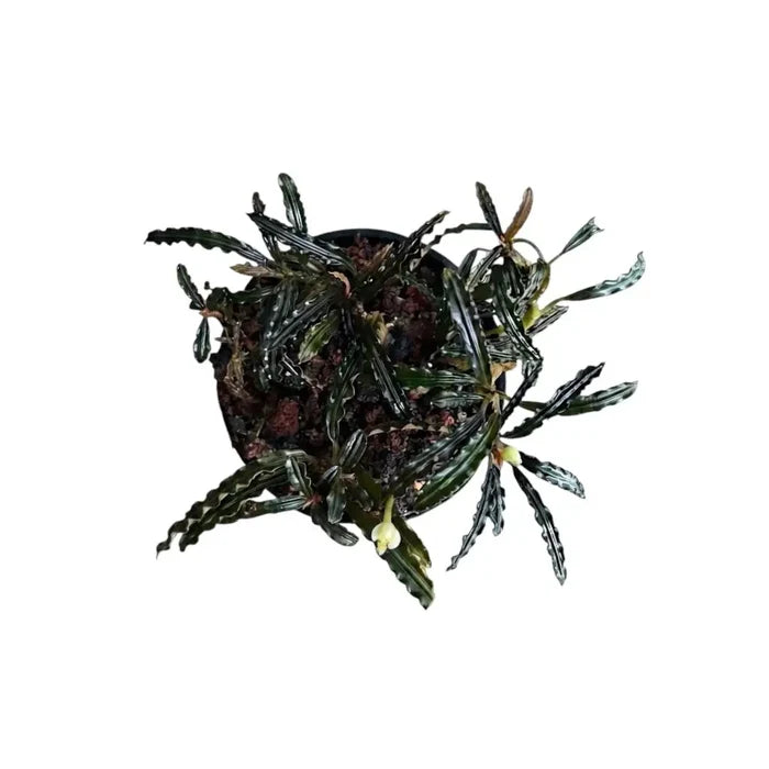 A potted bucephalandra crocodile plant with dark green wavy leaves and small white flowers