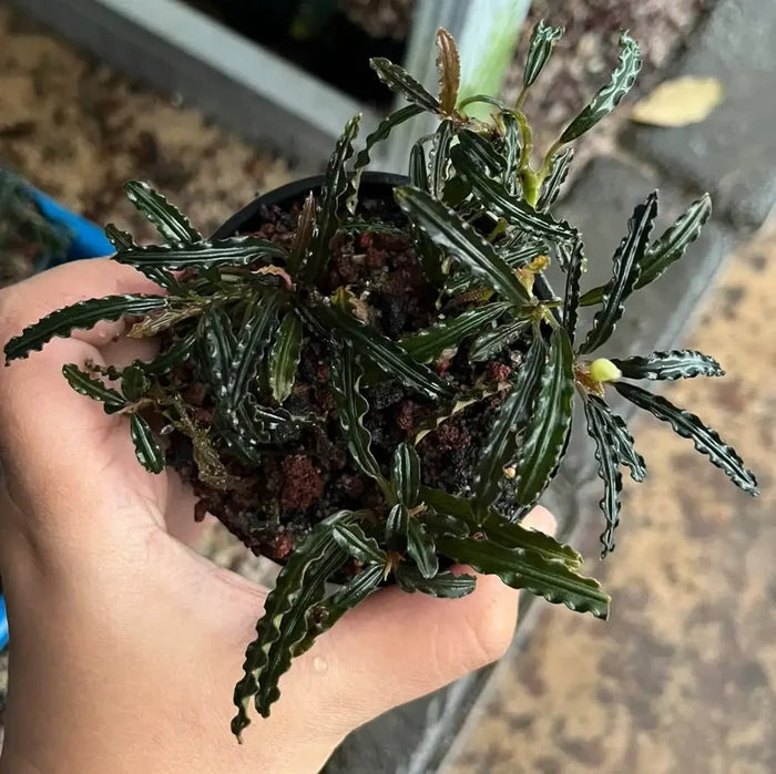 A potted bucephalandra crocodile plant with dark green wavy leaves striped with lighter green and a small emerging bud