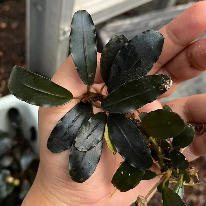 Bucephalandra Nanga Pinoh dark green glossy aquatic plant with broad oval leaves and visible roots for aquariums