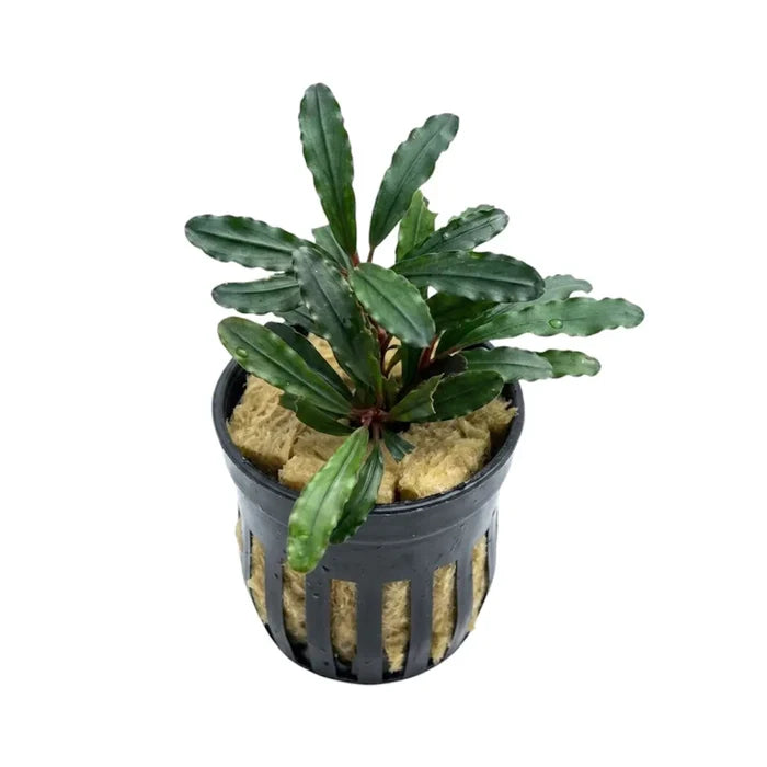 A bucephalandra narcius narrow aquatic plant with lush green wavy leaves in a black pot with yellowish substrate