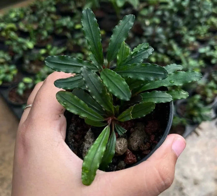Bucephalandra Narcius Narrow small potted plant with dark green serrated leaves in a black plastic pot