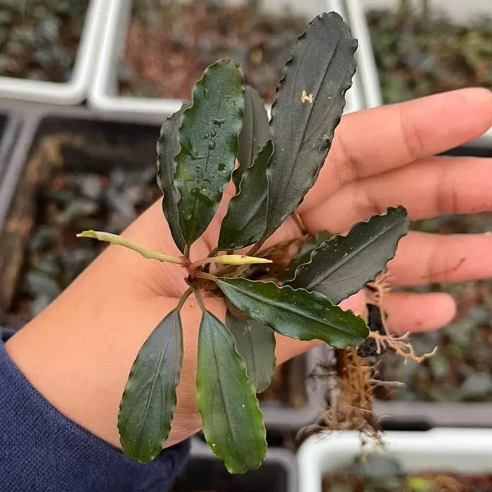 A dark green bucephalandra palm tree plant with wavy edges, slender stem, and delicate aquatic roots