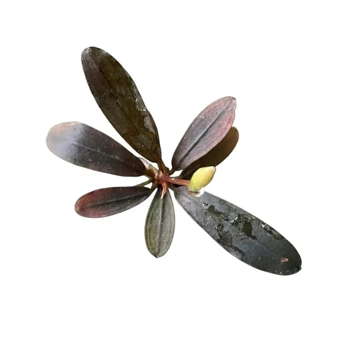 Bucephalandra paris aquatic plant with dark green and reddish-brown glossy elongated leaves radiating from stem