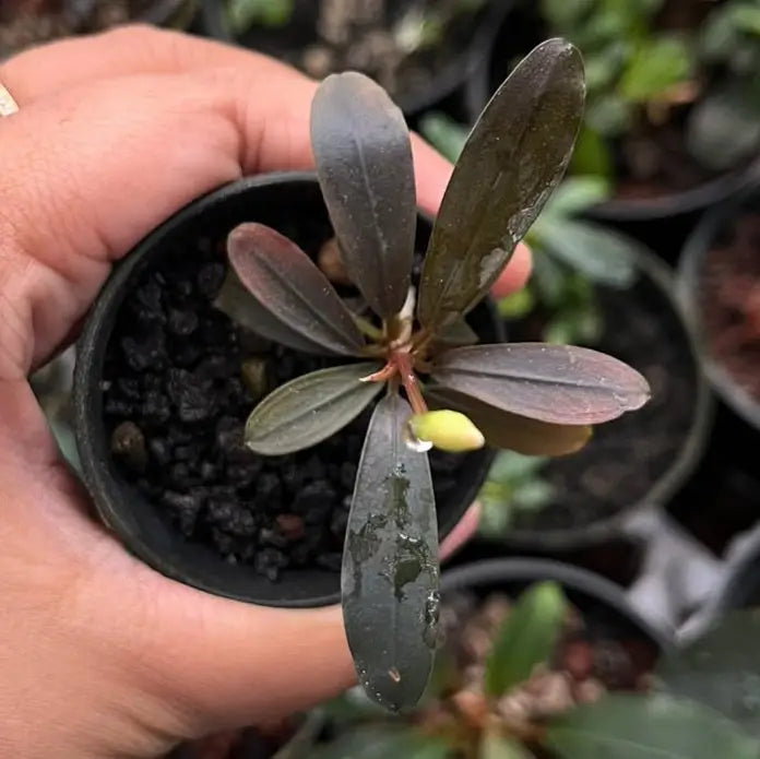 A young dark green leafy bucephalandra paris plant with a single yellow bud in a small black plastic pot