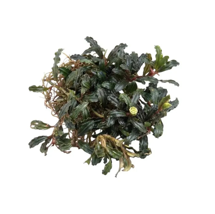 Bucephalandra phantom sp aquatic plant with dense dark green wavy leaves reddish stems and small yellow flower bud