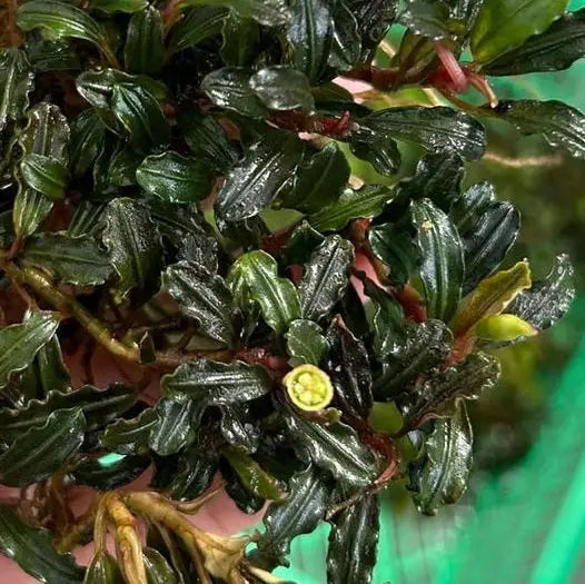 Bucephalandra phantom sp aquatic plant with dark green wavy leaves reddish stems and small yellow flower bud