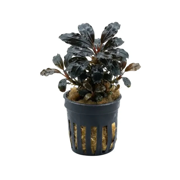 Bucephalandra purple diamond dark glossy leaves aquatic plant in black plastic pot with vertical slits