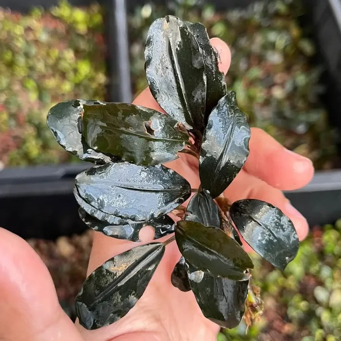 A glossy dark green bucephalandra purple diamond aquatic plant with broad waxy leaves held gently in a hand