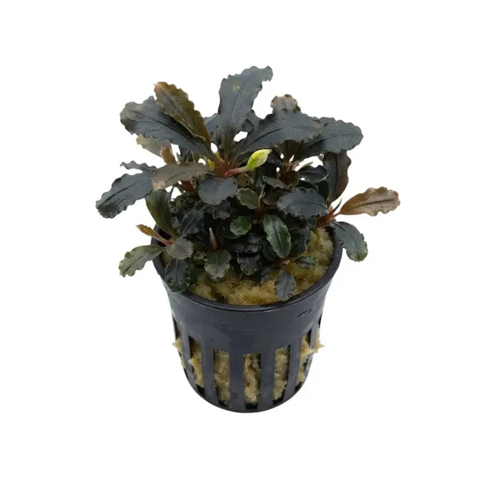 Dark green bucephalandra purple rain aquatic plant with wavy-edged leaves in a black plastic pot