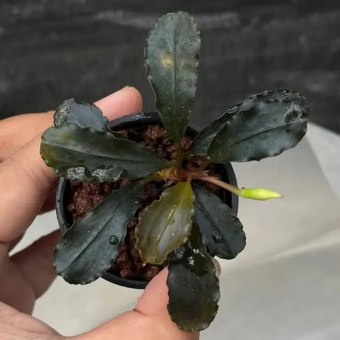 A small potted Bucephalandra Purple Rain plant with dark waxy leaves and a single green bud emerging from the center
