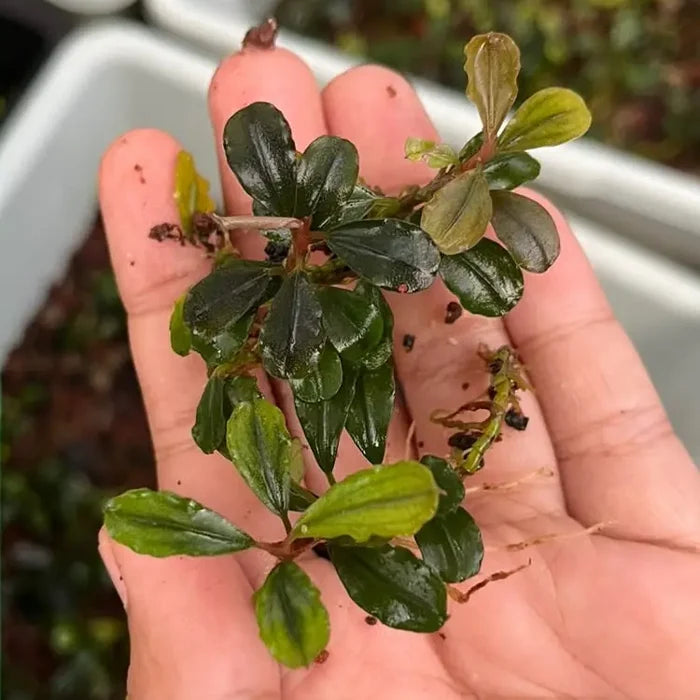 A small glossy green Bucephalandra red fire aquatic plant with broad leaves and delicate roots held in a hand