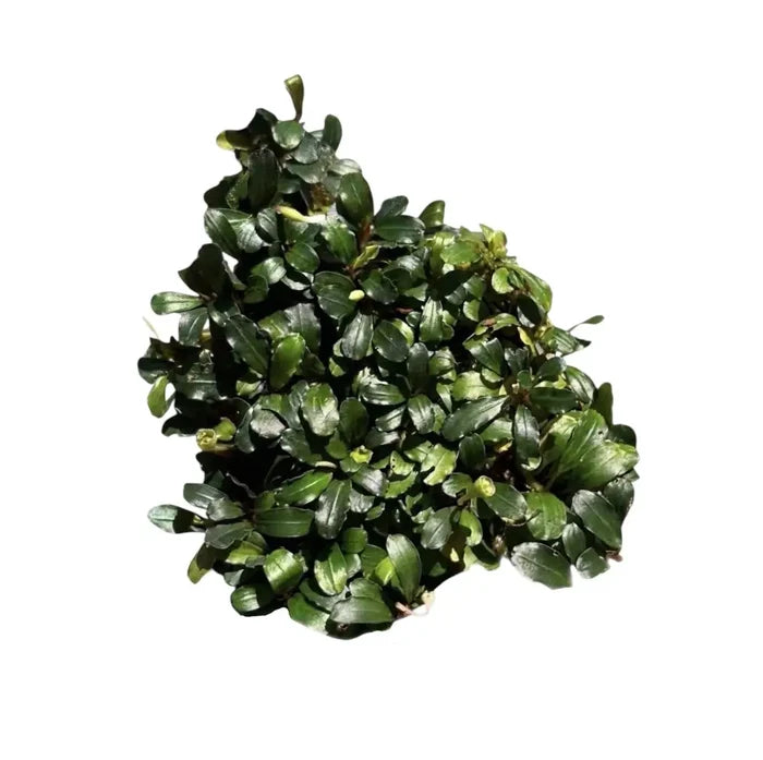 A dense cluster of dark green glossy bucephalandra red ruby aquatic plants with lighter green leaf edges