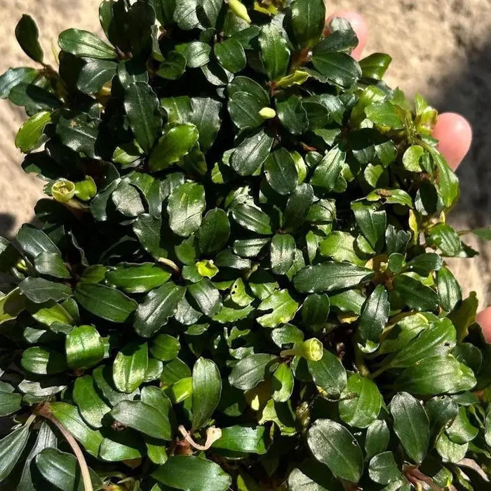 A dense cluster of vibrant green Bucephalandra Red Ruby aquatic plants with glossy oval leaves and small yellow buds