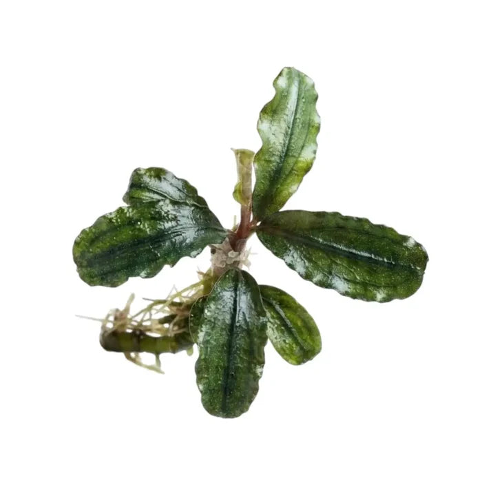 Bucephalandra red sagittarius vibrant green aquatic plant with wavy leaves and delicate roots for aquariums