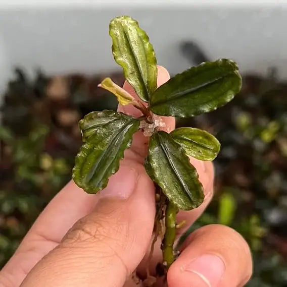 A hand holds a bucephalandra red sagittarius aquatic plant with glossy dark green leaves and prominent veins