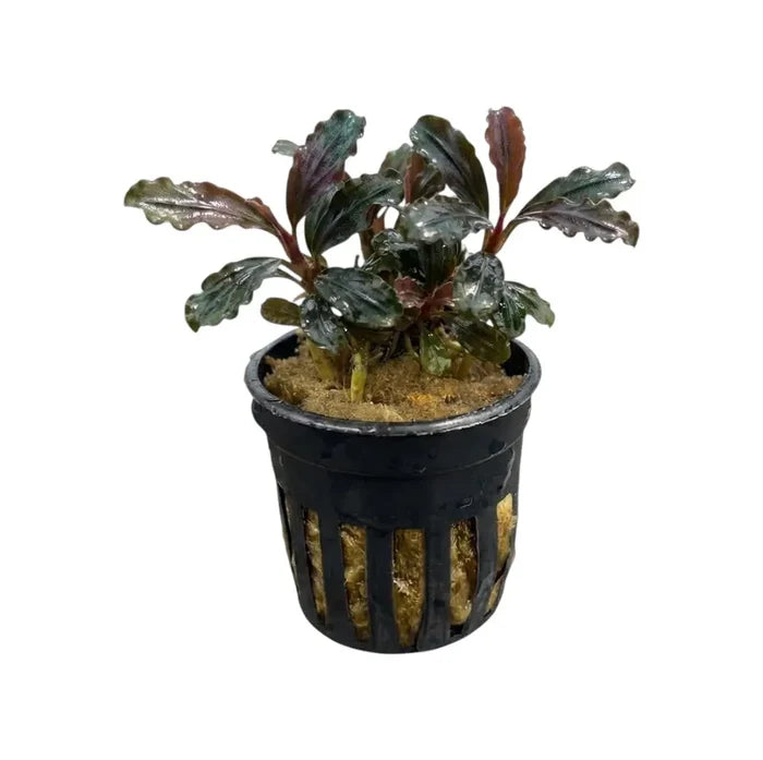A potted Bucephalandra Red Velvet aquatic plant with glossy dark green and reddish purple leaves in a black plastic pot
