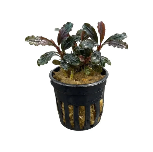 A potted Bucephalandra Red Velvet aquatic plant with glossy dark green and reddish purple leaves in a black plastic pot