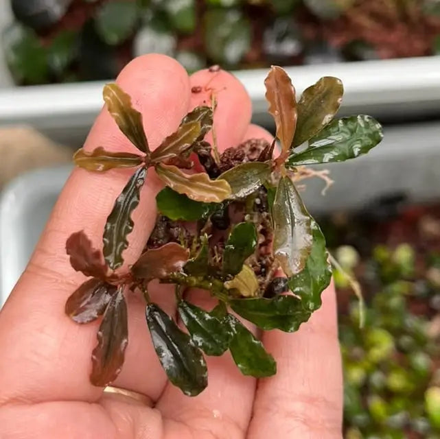 A small Bucephalandra Red Velvet aquatic plant with glossy dark green and reddish brown leaves held in hand
