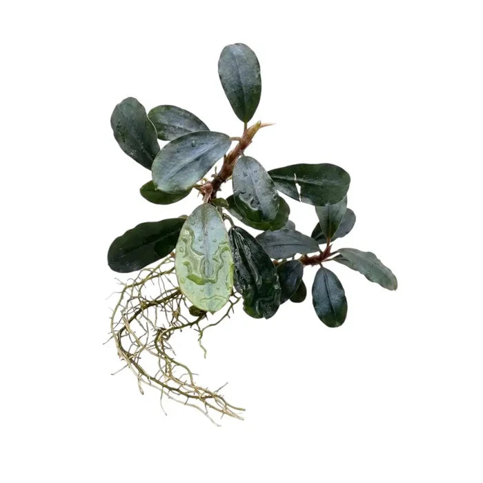 Bucephalandra Round Hades aquatic plant with dark green glossy oval leaves and delicate root tendrils