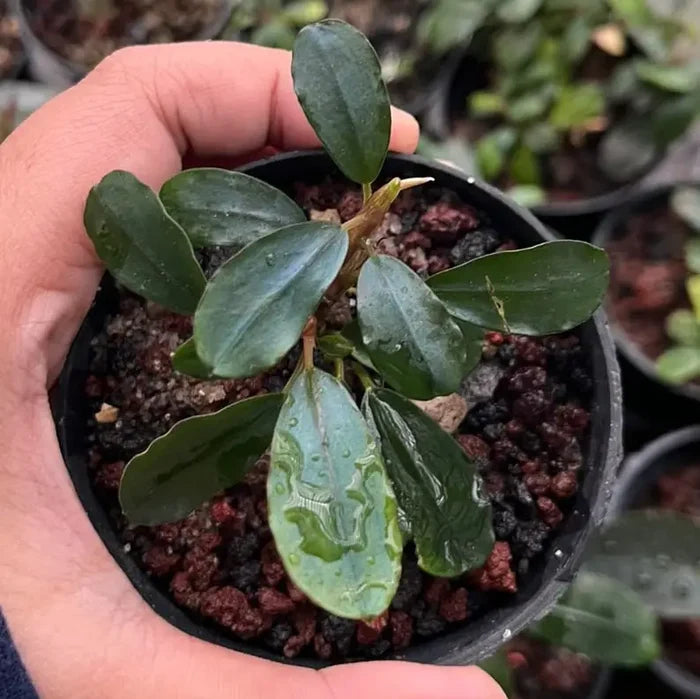 A small glossy green Bucephalandra round hades plant with broad leaves in a black plastic pot with dark soil