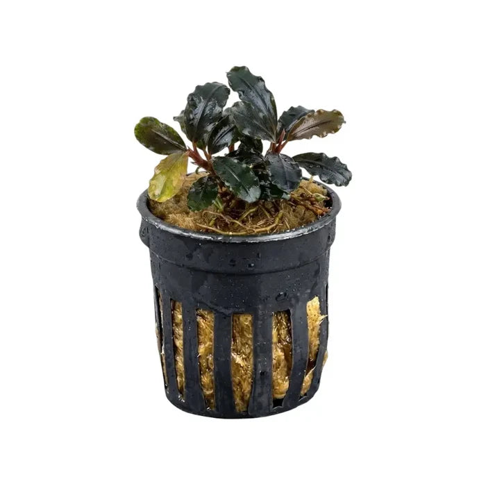 Bucephalandra Royal Purple aquatic plant with dark green wavy leaves and reddish stems in netted pot with golden moss